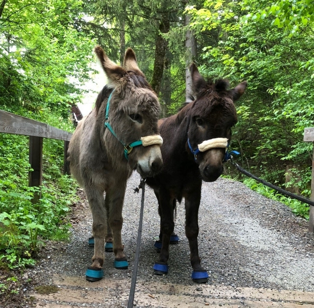 Unsere Esel Peppino und Ciko auf Waldspaziergang.