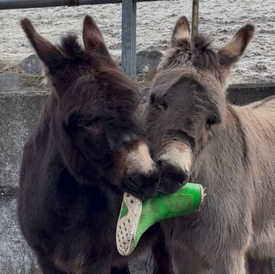 Ciko und Peppino spielen mit grünem Stiefel.
